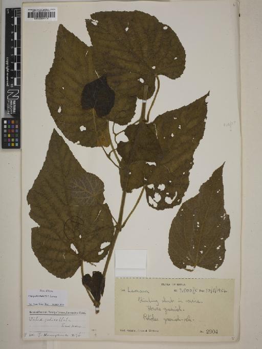 Vitis pedicellata M.A.Lawson - BM000999478