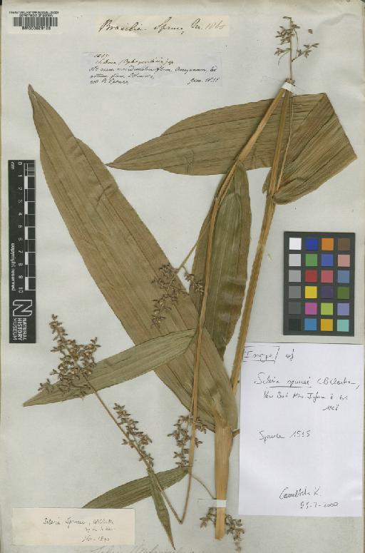 Scleria sprucei C.B.Clarke - BM000629128