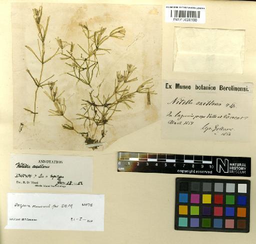 Nitella axillaris A.Braun - BM013828100