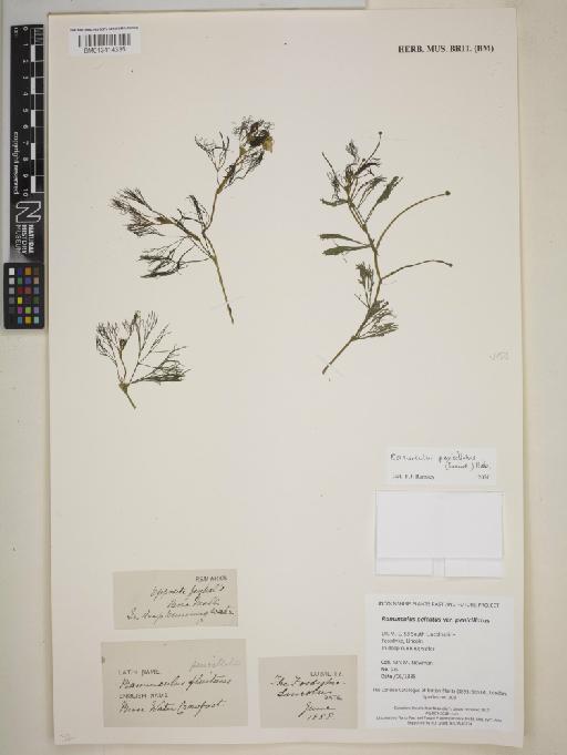 Ranunculus penicillatus (Dumort.) Bab. - BM013414335