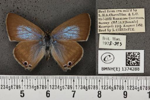 Lampides boeticus (Linnaeus, 1767) - BMNHE_1374288_167630