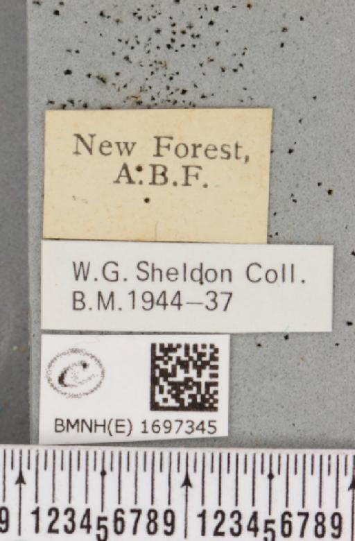 Nycteola revayana ab. atrata Sheldon, 1919 - BMNHE_1697345_label_294239
