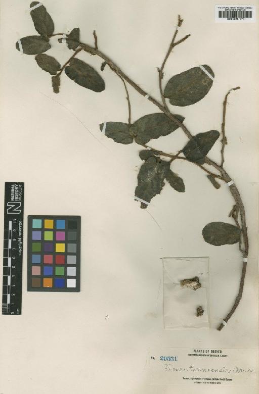 Ficus tawaensis Merr. - BM000951873