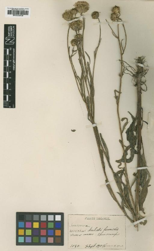 Saussurea chinnampoensis H.Lév. & Vaniot - BM000939167