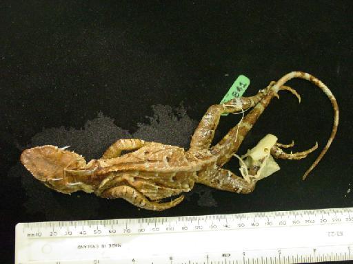 Gonyocephalus crucigera - Gonocephalus crucigerus 1974.841 003.JPG