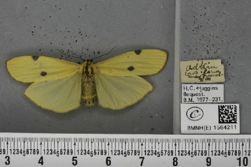 Lithosia quadra (Linnaeus, 1758) - BMNHE_1564211_285645
