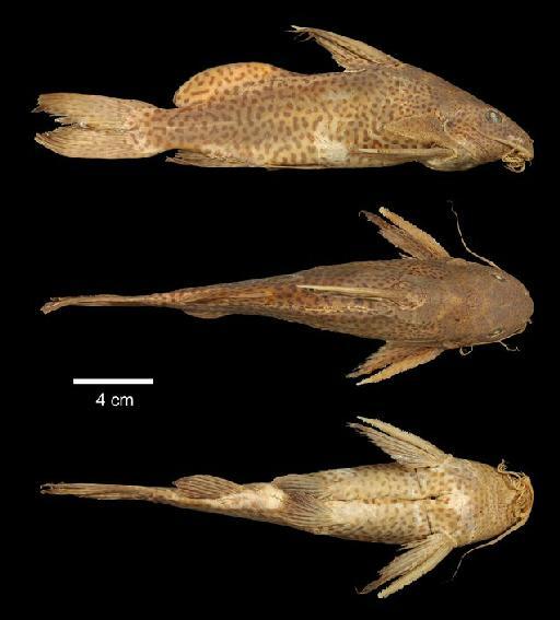 Synodontis nigromaculatus Boulenger, 1905 - 1905.11.10.10; Synodontis nigromaculatus; type; ACSI Project image