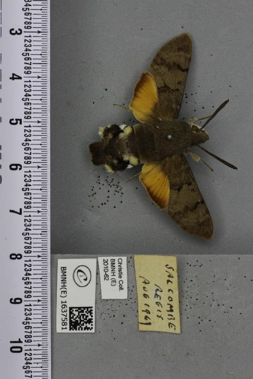 Macroglossum stellatarum (Linnaeus, 1758) - BMNHE_1637581_206265