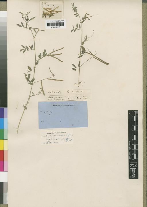 Indigofera costata subsp. theuschii (O.Hoffm.) Gillett - BM000923734