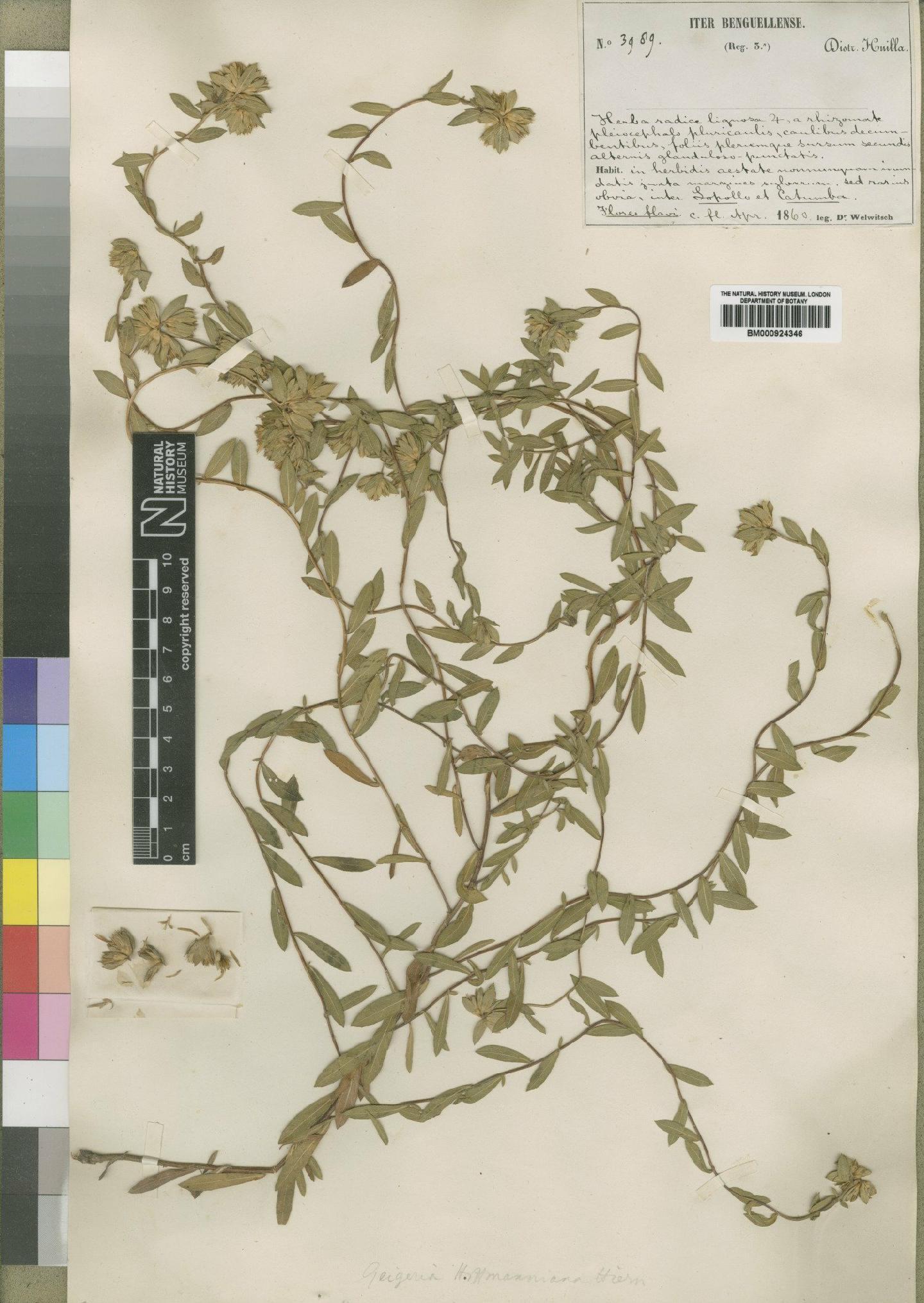 To NHMUK collection (Geigeria hoffmanniana Hiern; Type; NHMUK:ecatalogue:4529374)
