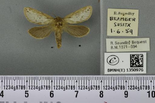 Korscheltellus lupulina (Linnaeus, 1758) - BMNHE_1350976_186370