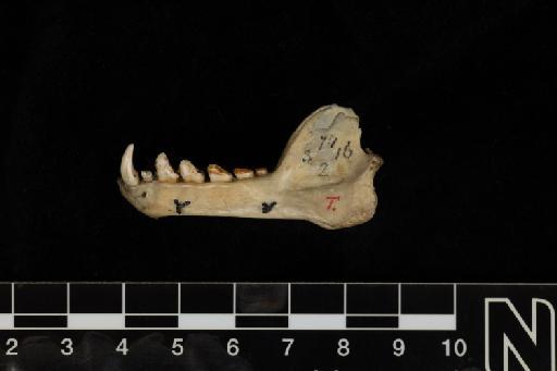 Pteropus brunneus Dobson, 1878 - Pteropus_brunneus-Type-1874_3_16_2-Mandible-Lateral