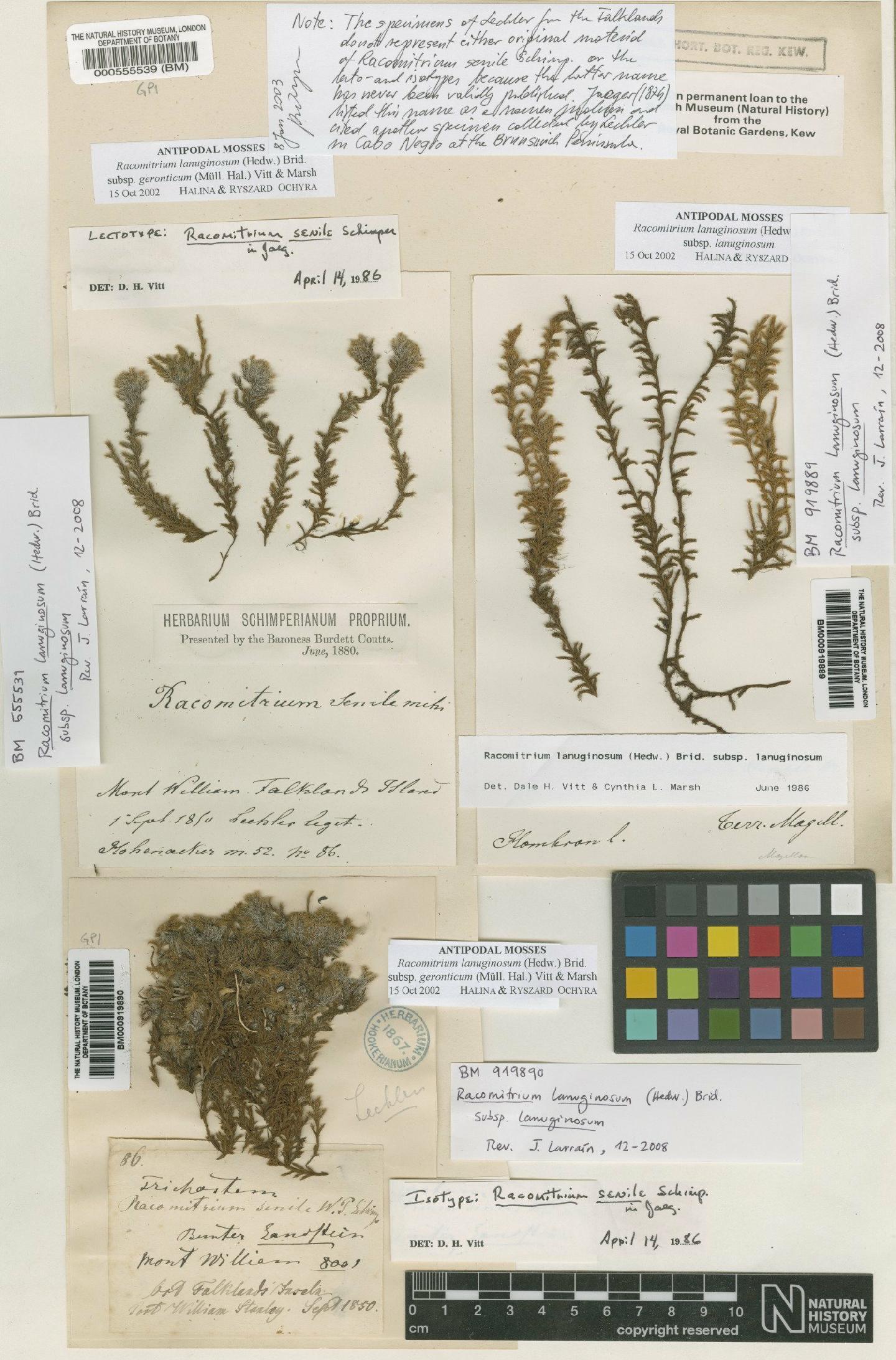 To NHMUK collection (Racomitrium lanuginosum (Hedw.) Brid.; Lectotype; NHMUK:ecatalogue:4962496)