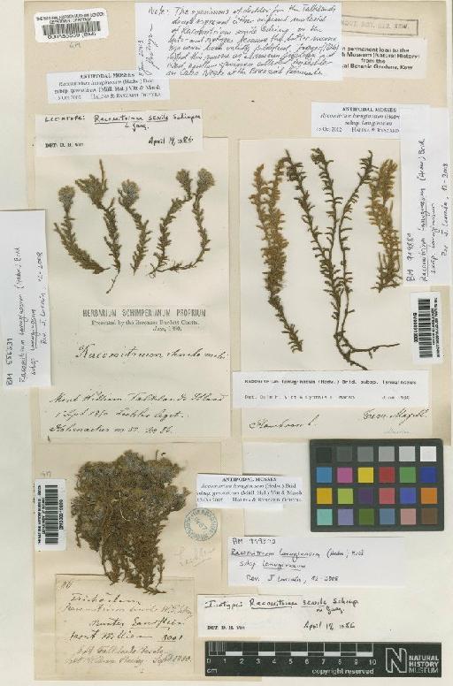 Racomitrium lanuginosum (Hedw.) Brid. - BM000555539_a