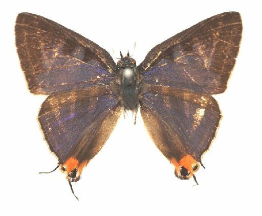 Spindasis syama mishmisensis (South, 1913) - Zephyrus syama mishmisensis South syntype male 779089