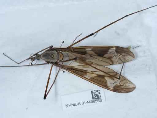 Tipula (Acutipula) maxima balcanica Vermoolen, 1983 - 014438553_3