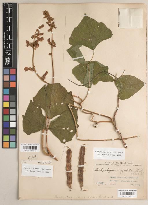 Pachyrhizus erosus (L.) Urb. - BM013712256