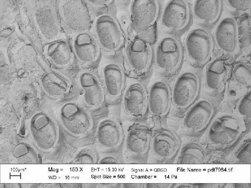 Electra monostachys (Busk, 1854) - BZ 5453. Electra monostachys (pdt 7964)