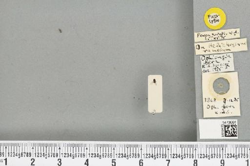 Ophiomyia fera Spencer, 1977 - BMNHE_1473001_47372
