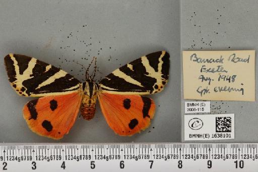 Euplagia quadripunctaria (Poda, 1761) - BMNHE_1638101_209225