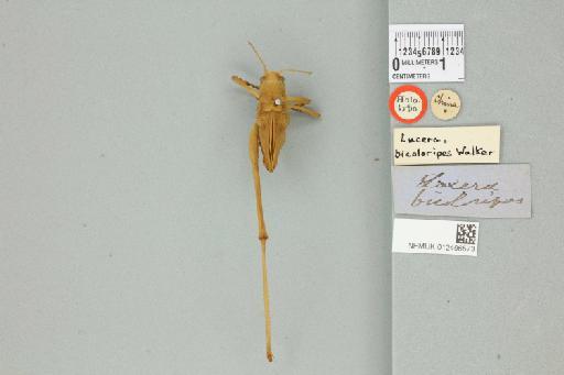 Mecopoda elongata elongata (Linnaeus, 1758) - 012496573_73543_94531