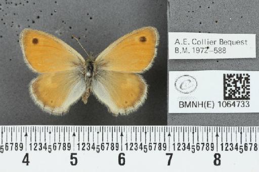 Coenonympha pamphilus ab. postexcessa Leeds, 1950 - BMNHE_1064733_25957