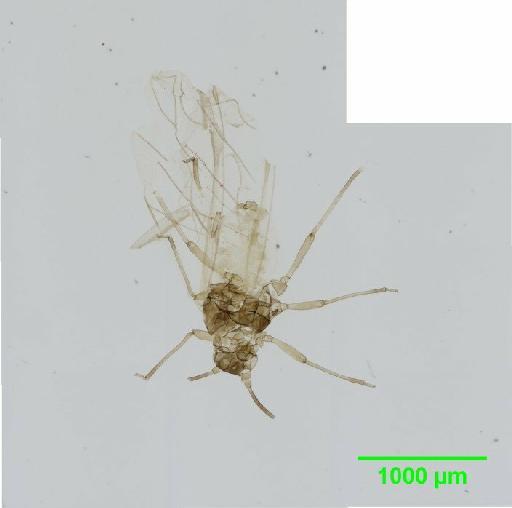 Rhopalosiphum padi Linnaeus, 1758 - 010105956__2015_08_18_1
