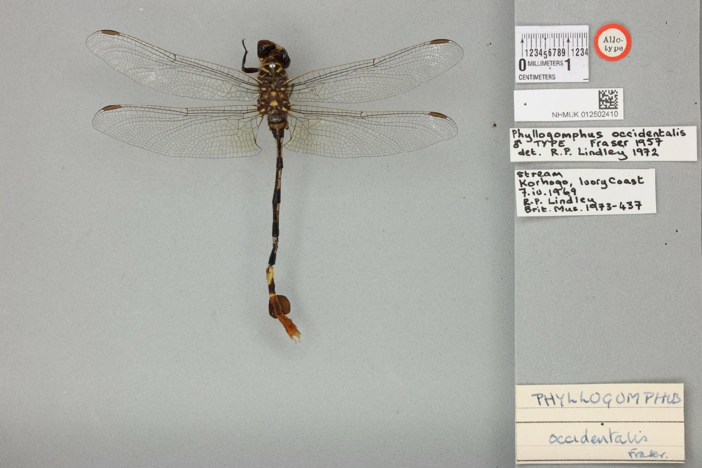 Phyllogomphus occidentalis