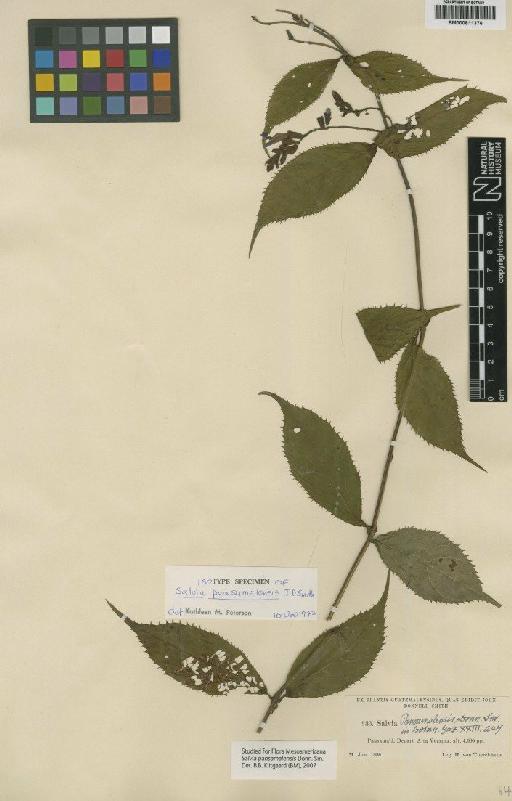 Salvia pansamalensis Donn.Sm. - BM000811376