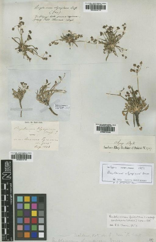 Bupleurum persicum Boiss - BM000944736