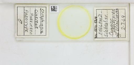 Strophingia cinerea Hodkinson, 1971 - 013471579_117219_1146780_835815_Type