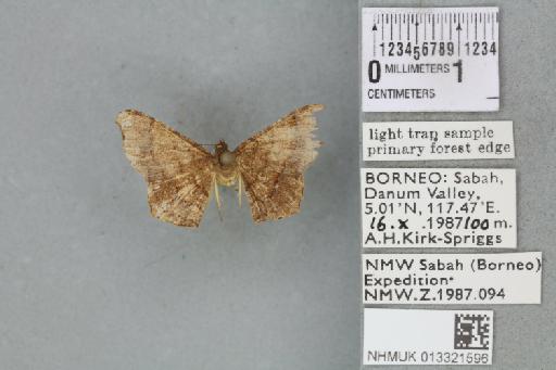 Chiasmia bornusaria (Holloway, 1994) - 013321596_815240_1374820