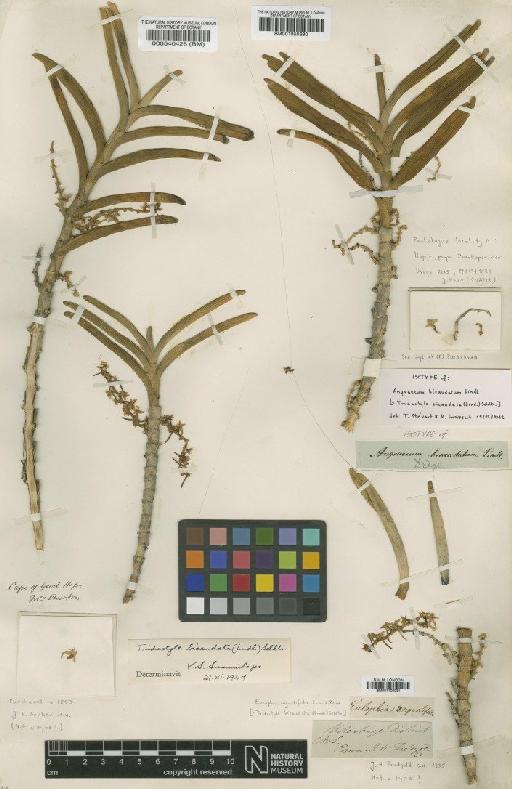 Tridactyle bicaudata (Lindl.) Schltr. - BM001100031