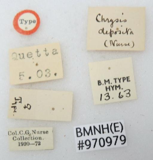 Chrysis deposita Nurse, 1904 - Chrysis_deposita-BMNH(E)#970979_type-labels