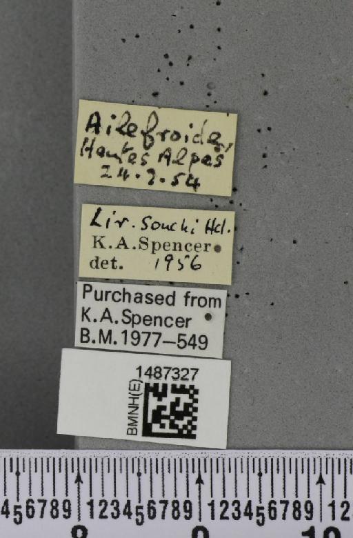 Liriomyza sonchi Hendel, 1931 - BMNHE_1487327_label_51583