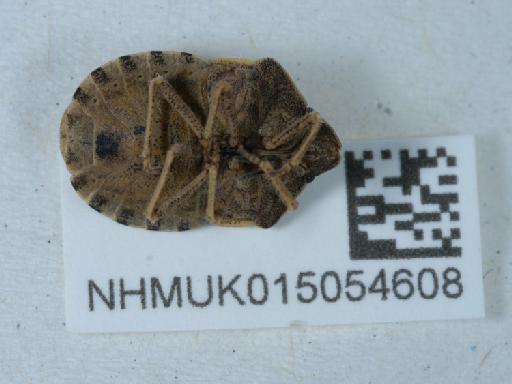 Eurygaster testudinaria koreana Wagner - 015054608_3