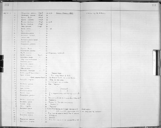 Dercitus bucklandi (Bowerbank, 1858) - Zoology Accessions Register: Spongiida: 1938 - 1954: page 111
