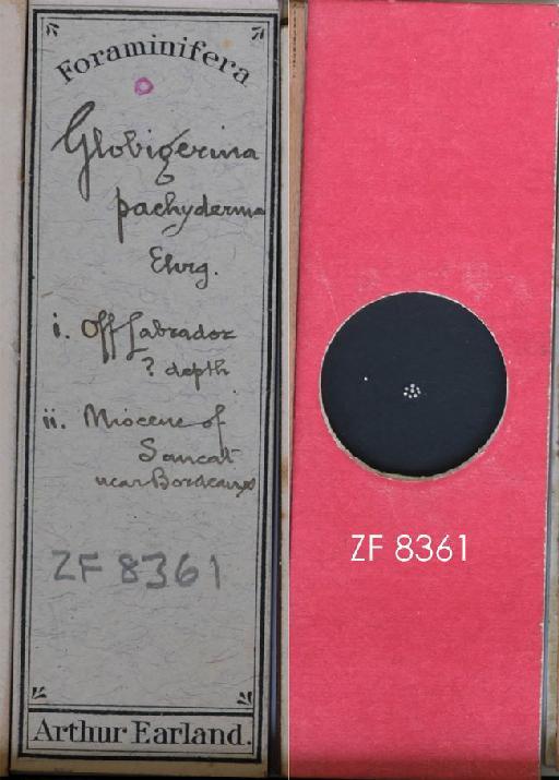 Globigerina pachyderma Ehrenberg - ZF 8361.tif