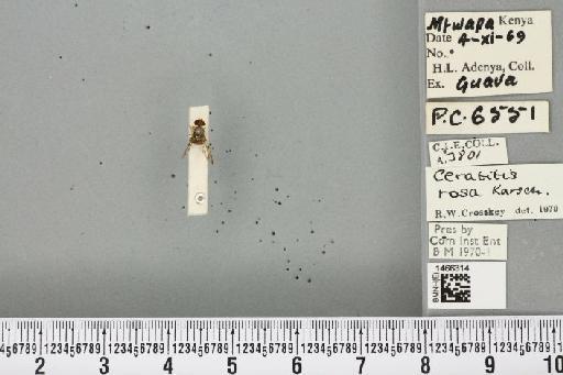 Ceratitis (Pterandrus) rosa Karsch, 1887 - BMNHE_1466314_26891