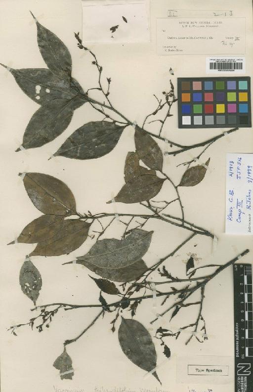 Vaccinium thibaudifolium Wernham - BM000996486