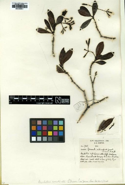 Psychotria roseotincta S.Moore - BM000895901