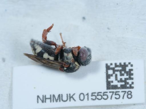 Epeolus variegatus (Linnaeus, 1758) - 015557578_1