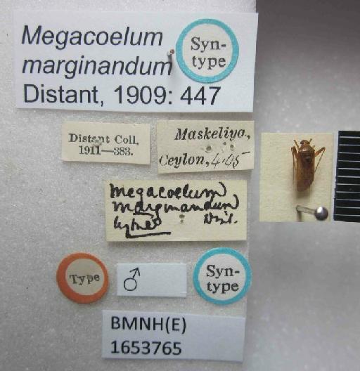 Megacoelum marginandum Distant, 1909 - Megacoelum marginandum-BMNH(E)1653765-Syntype male dorsal & labels