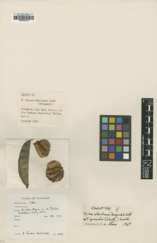 Thiloa gracilis Eichler - BM000953731