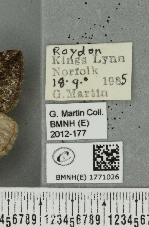 Dysstroma truncata truncata (Hufnagel, 1767) - BMNHE_1771026_label_351064