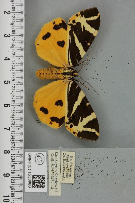 Euplagia quadripunctaria Staudinger, 1861 - BMNHE_1530088_208968