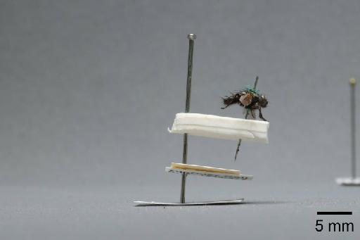 Sarcophaga (Myorhina) nigriventris Meigen, 1826 - 015092044_lateral