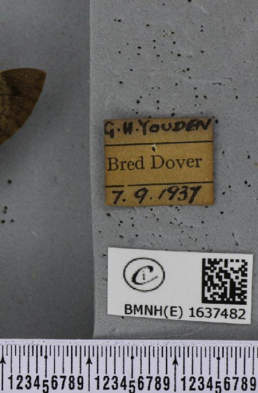 Macroglossum stellatarum (Linnaeus, 1758) - BMNHE_1637482_label_206155