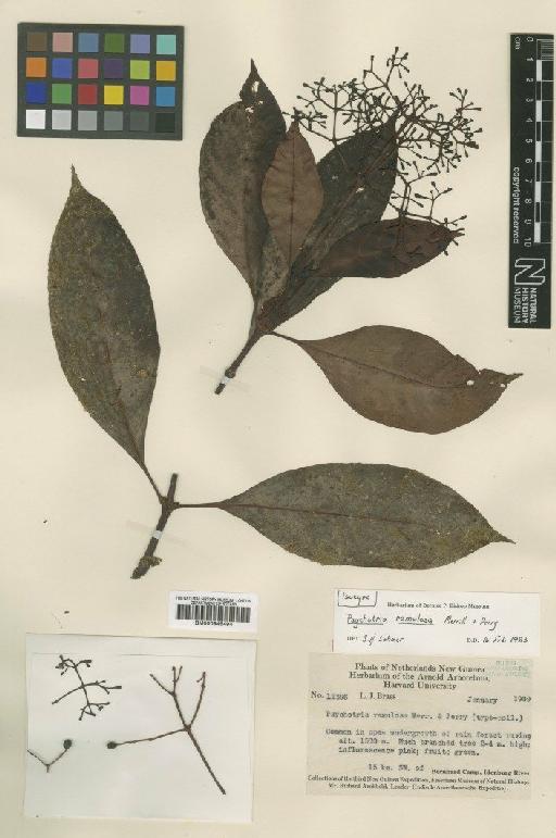 Psychotria ramulosa Merr. & L.M.Perry - BM000945494