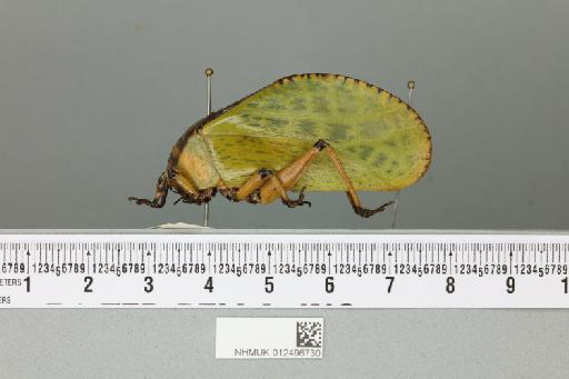 Dysmorpha obesa von Wattenwyl, 1878 - 012496730_reverse